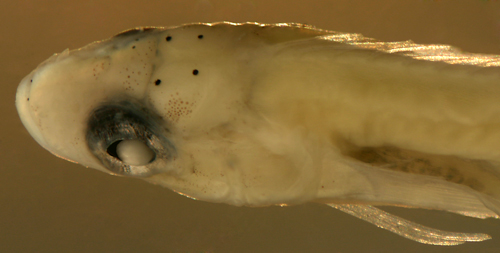 larval labrisomus haitiensis