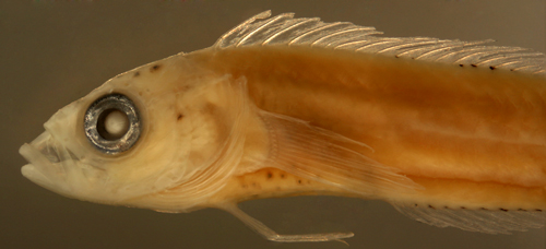 larval labrisomus haitiensis