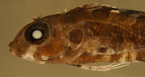 juvenile labrisomus haitiensis