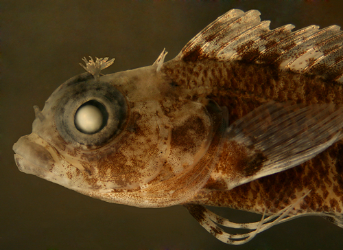 juvenile reef blenny