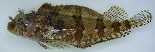 juvenile labrisomus kalisherae