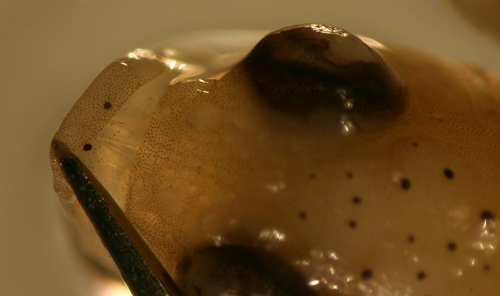 larval mimic blenny