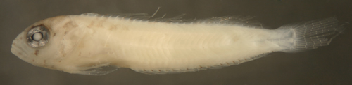 larval malacoctenus aurolineatus