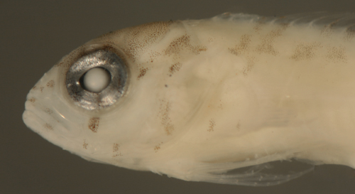 larval malacoctenus aurolineatus