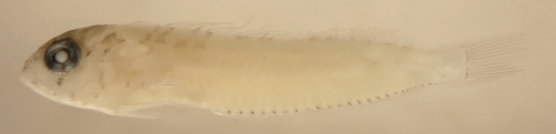 larval malacoctenus aurolineatus