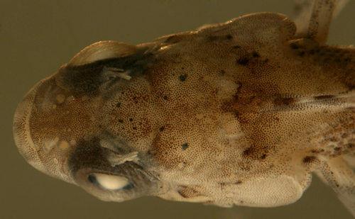 Caribbean puffcheek blenny