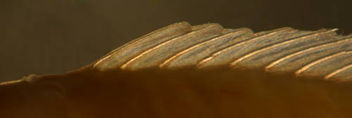 juvenile hairy blenny