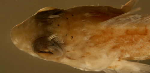 juvenile hairy blenny