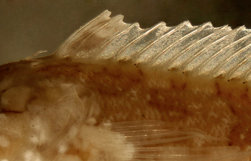 juvenile hairy blenny