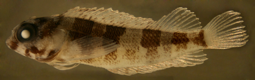 juvenile labrisomus gobio