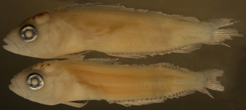 larval labrisomus guppyi