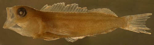 larval mimic blenny