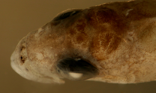 larval mimic blenny