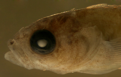 larval labrisomini
