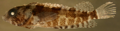 juvenile labrisomus guppyi