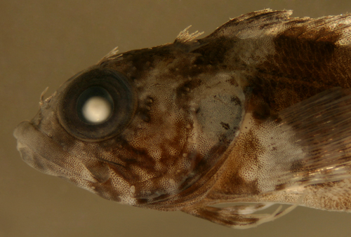 juvenile mimic blenny