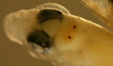 larval scaled blenny