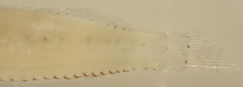 larval labrisomidae