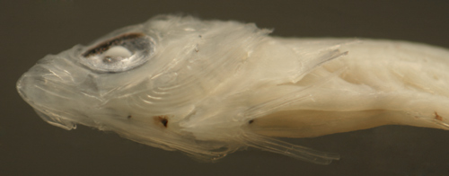 larval malacoctenus