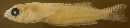 larval malacoctenus aurolineatus