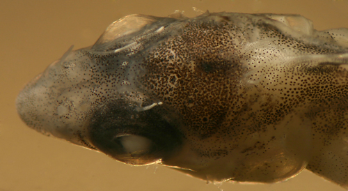 Malacoctenus boehlkei juvenile