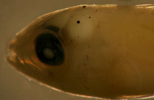 imitator blenny larvae