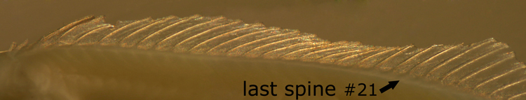 Malacoctenus erdmani larva