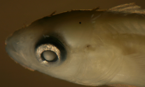 imitator blenny larvae