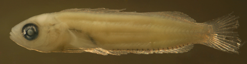 malacoctenus gilli