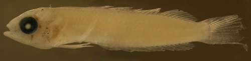 malacoctenus gilli