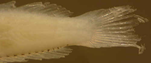 malacoctenus gilli