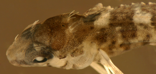 dusky blenny