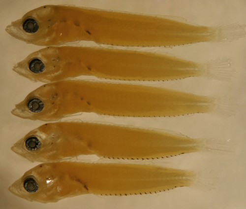 scaled blenny larvae