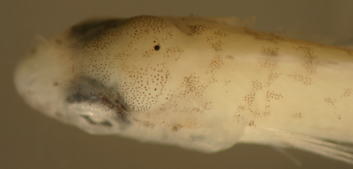 larval rosy blenny