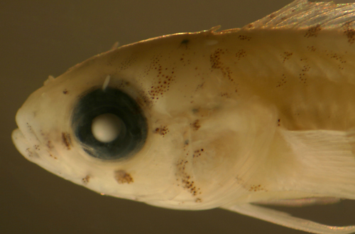 rosy blenny metamorphosis