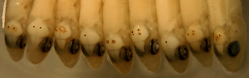 rosy blenny larvae