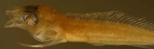 Atlantic Malacoctenus