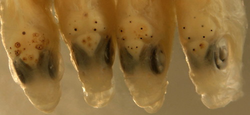 larval malacoctenus triangulatus