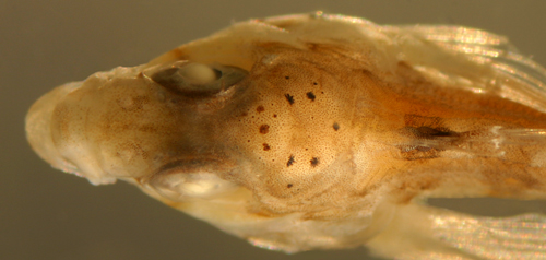 saddled blenny