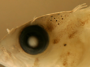 larval scaled blenny