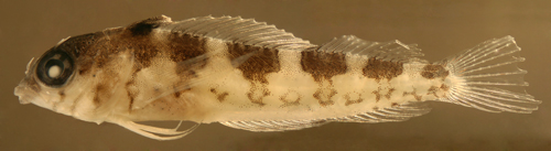 larval malacoctenus triangulatus