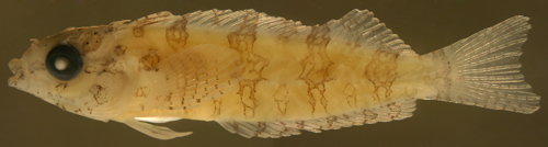 larval malacoctenus versicolor