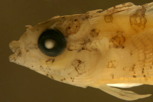 barfin blenny