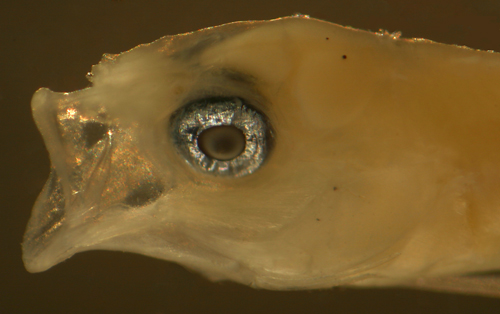 larval spotcheek blenny