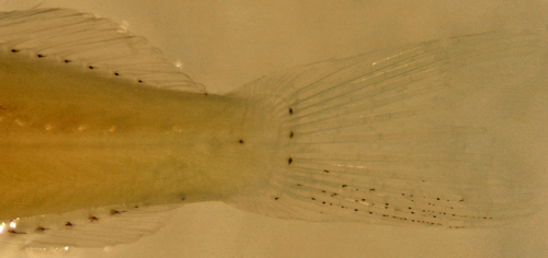 flexion larvae