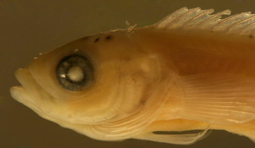 larval hairy blenny