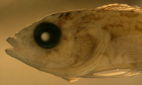 larval hairy blenny