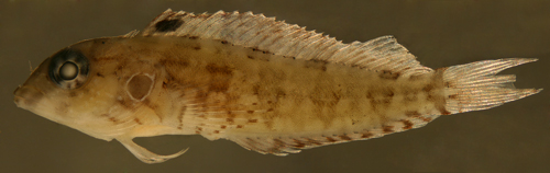 juvenile hairy blenny