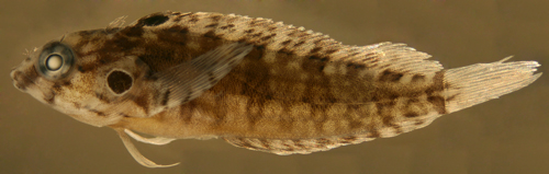 hairy blenny