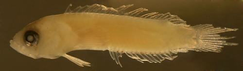 larval Starksia robertsoni